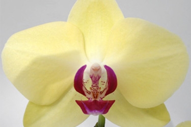 Orchid Variety Thumbnail Yellows.jpg